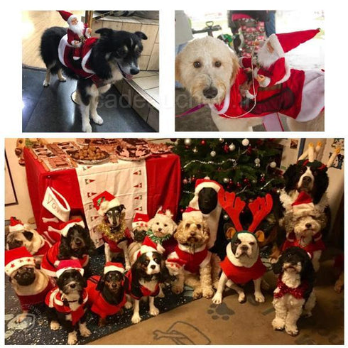 deguisement pere noel costume chien habit vetement tenue traineau S